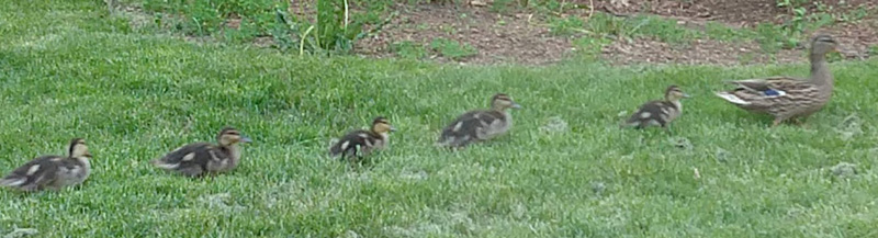 A family of ducks live in the Ramada courtyard